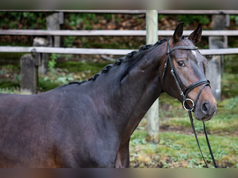 Rouan bai Hongre 5 Ans 165 cm Bai brun foncé in Wuppertal