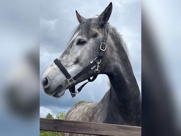 Rouan bai Hongre 5 Ans 167 cm Gris in ReesRees