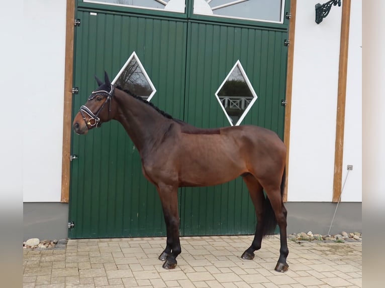 Rouan bai Hongre 5 Ans 170 cm Bai in Haiger