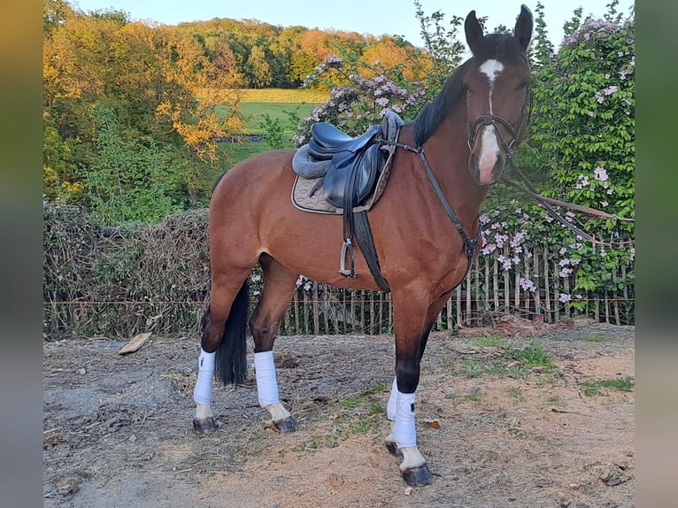 Rouan bai Hongre 5 Ans 170 cm Bai in Lindlar