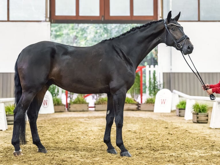 Rouan bai Hongre 5 Ans 177 cm Bai in Mnster-Handorf