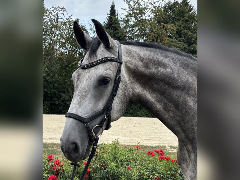 Rouan bai Hongre 5 Ans Gris in Nienburg (Weser)