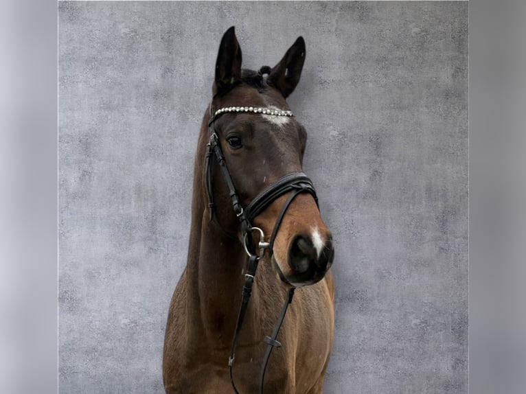 Rouan bai Hongre 6 Ans 164 cm Bai brun in Niederkassel