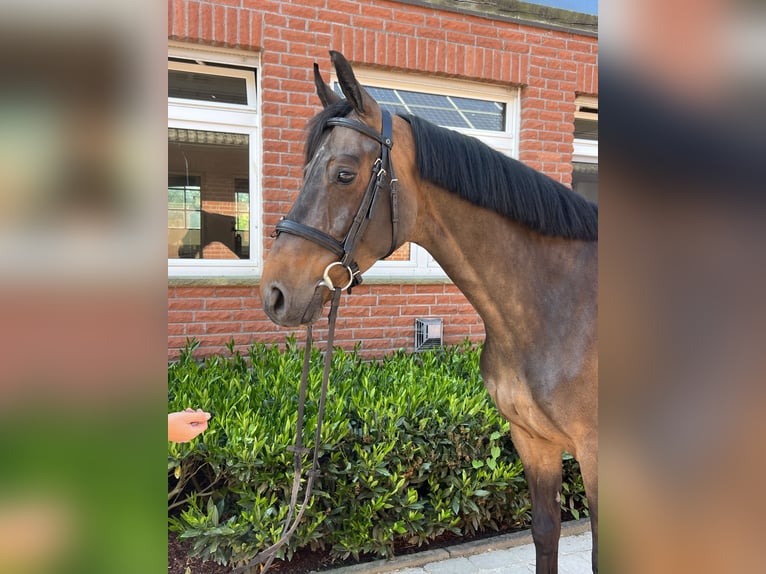 Rouan bai Hongre 7 Ans 164 cm Bai brun in Havixbeck