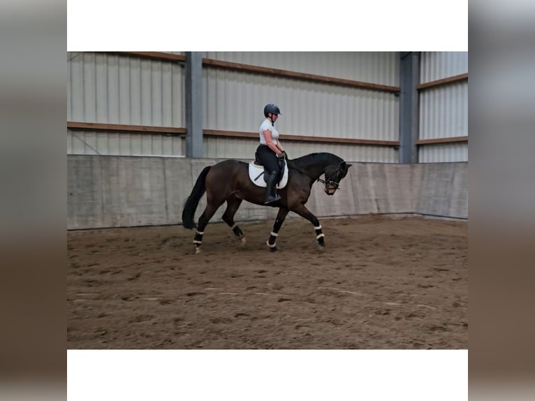 Rouan bai Hongre 8 Ans 165 cm Bai in Wittmund