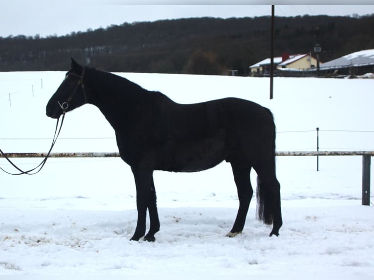 Rouan bai Hongre 8 Ans 166 cm Bai brun in Westerburg