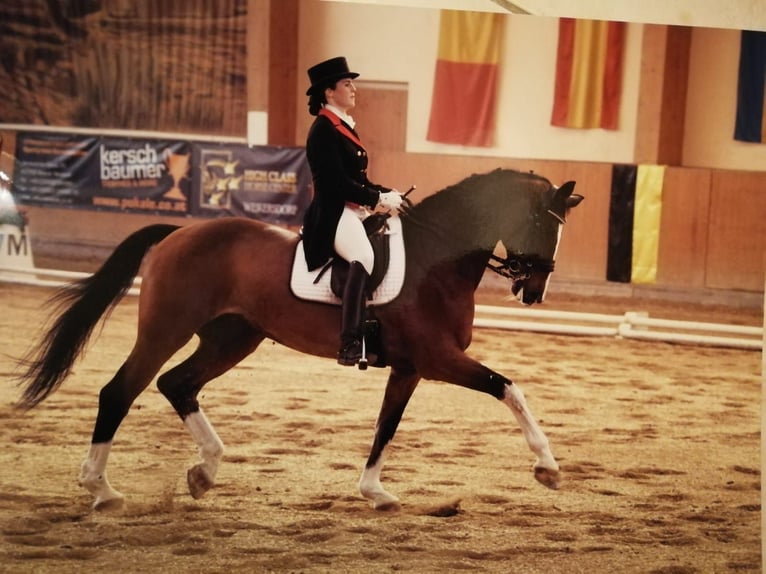 Rouan bai Hongre 8 Ans 172 cm Bai in Barenburg