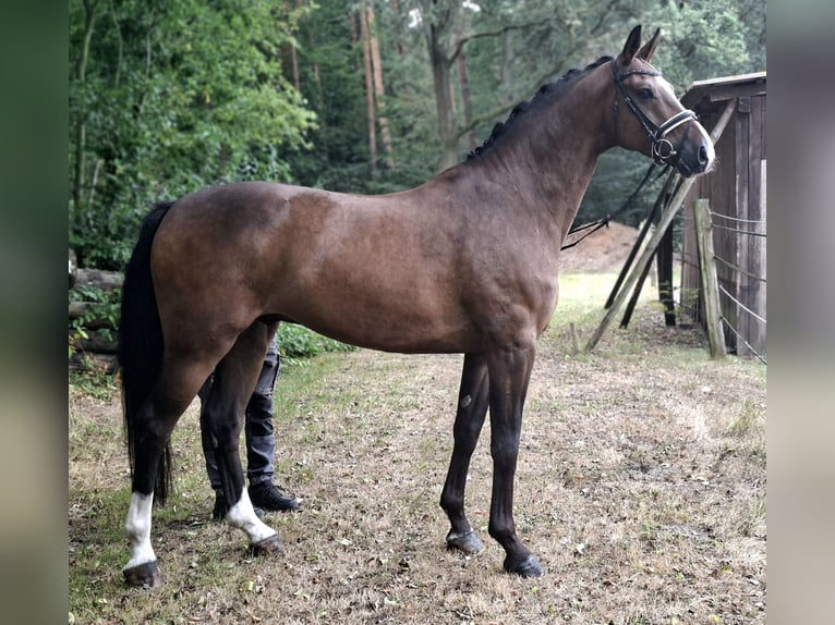 Rouan bai Hongre 8 Ans 172 cm Bai in Barenburg