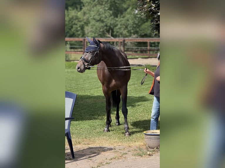 Rouan bai Jument 10 Ans 165 cm Bai in Schenklengsfeld