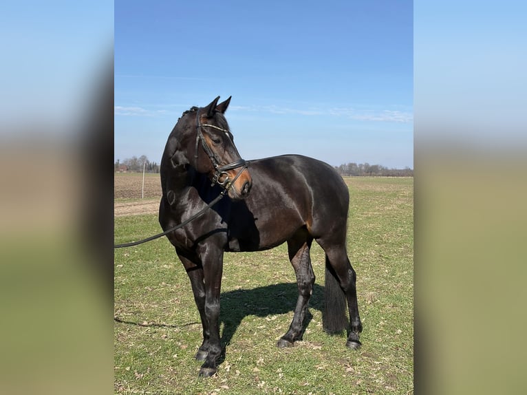 Rouan bai Jument 10 Ans 167 cm Bai brun in Ganderkesee