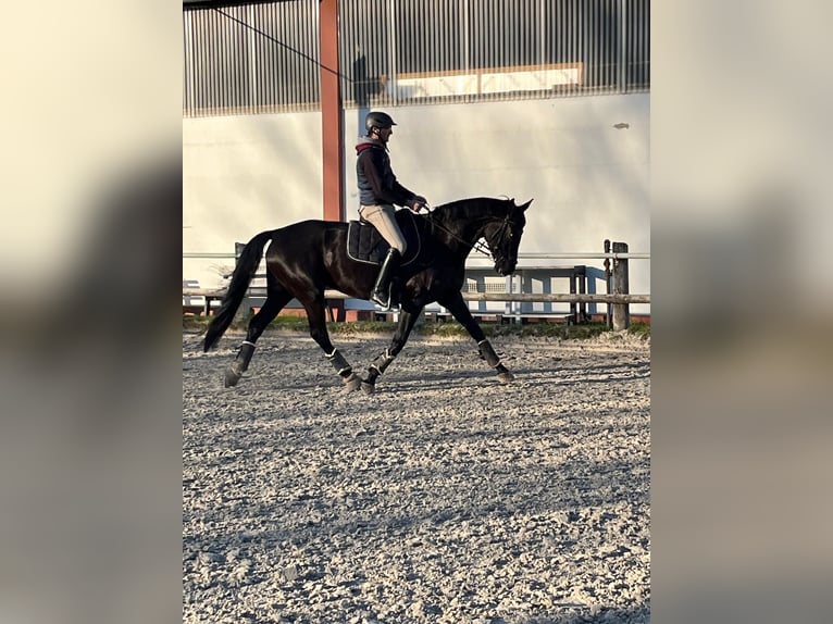 Rouan bai Jument 10 Ans 168 cm Noir in Dortmund