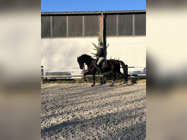 Rouan bai Jument 10 Ans 168 cm Noir in Dortmund