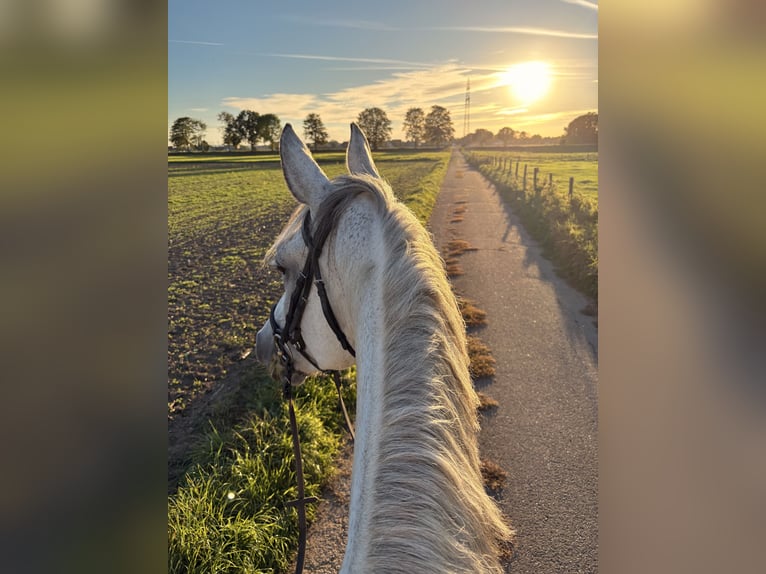 Rouan bai Jument 10 Ans 170 cm Gris in Heinsberg