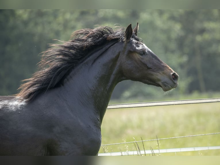 Rouan bai Jument 10 Ans 170 cm Noir in Moers