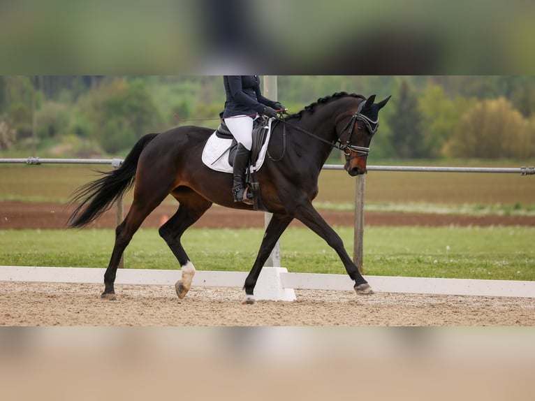 Rouan bai Jument 10 Ans 172 cm Bai brun foncé in Dörflingen