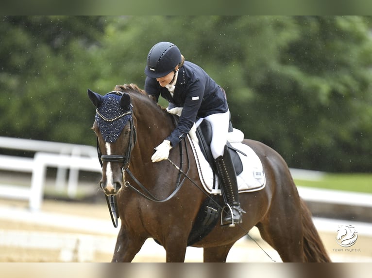 Rouan bai Jument 10 Ans 175 cm Alezan brûlé in Chieming