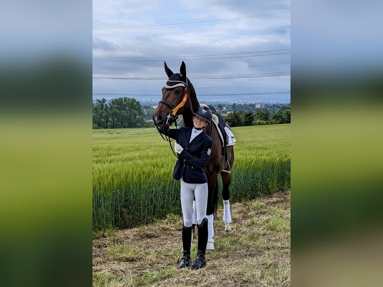 Rouan bai Jument 10 Ans 176 cm Bai in Mainz