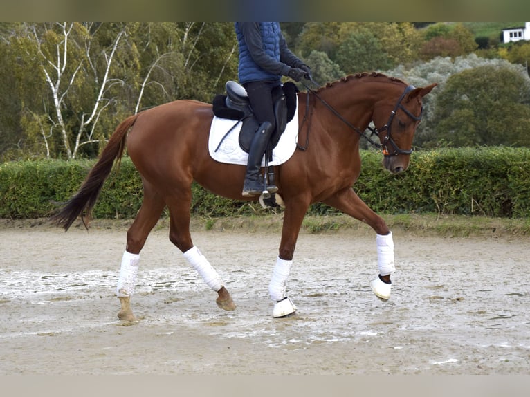 Rouan bai Jument 11 Ans 165 cm Alezan in Heiligenhaus