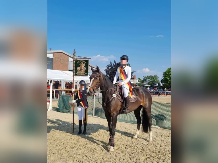 Rouan bai Jument 11 Ans 167 cm Bai brun foncé in Kranenburg