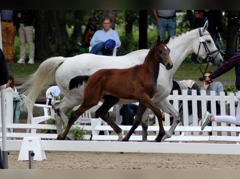 Rouan bai Jument 12 Ans 165 cm Gris in Sankt Katharinen