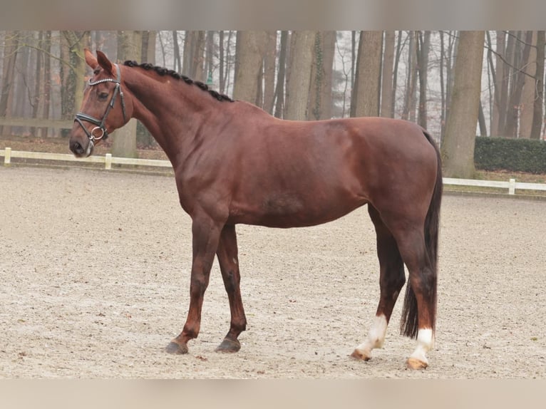 Rouan bai Jument 12 Ans 167 cm Alezan brûlé in Rheine