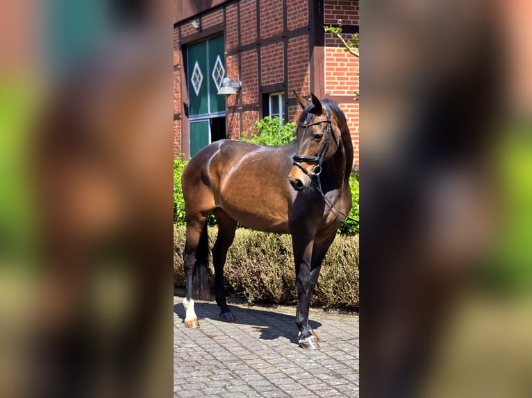 Rouan bai Jument 12 Ans 171 cm Bai in Warendorf
