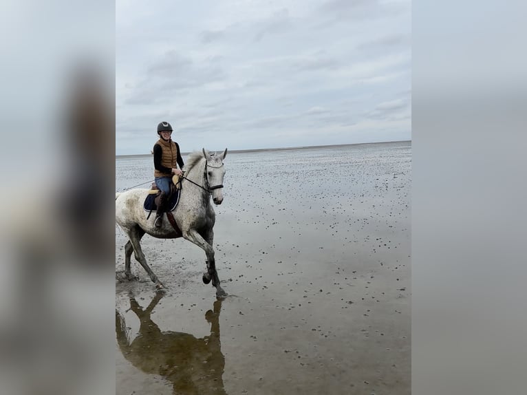 Rouan bai Jument 13 Ans 169 cm Gris moucheté in Algermissen