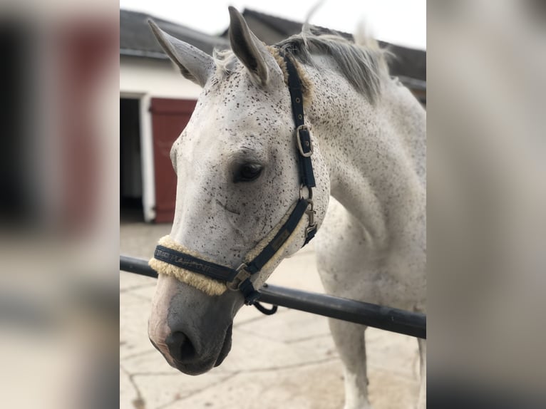 Rouan bai Jument 13 Ans 169 cm Gris moucheté in Algermissen