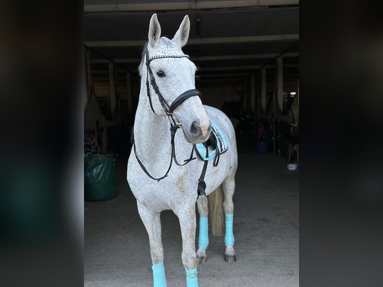 Rouan bai Jument 13 Ans 169 cm Gris moucheté in Algermissen