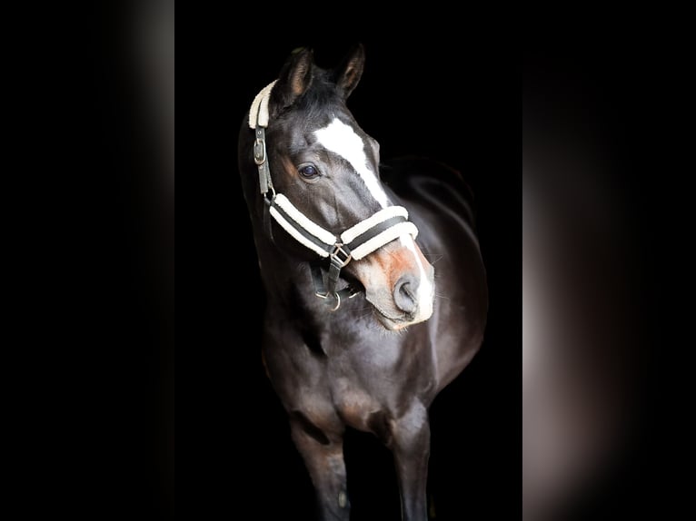 Rouan bai Jument 14 Ans 163 cm Bai brun in RheineRheine