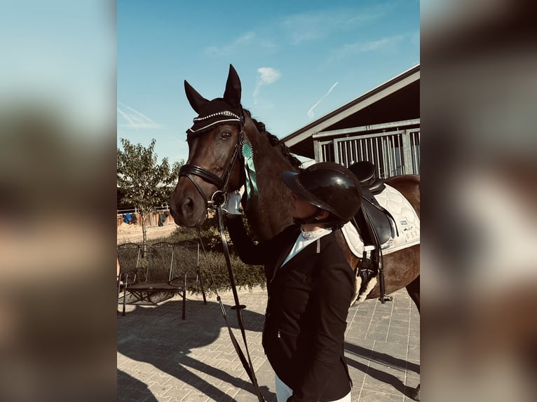 Rouan bai Jument 14 Ans 165 cm Bai brun in Niederzier