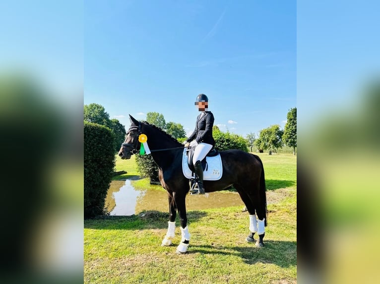 Rouan bai Jument 14 Ans 165 cm Bai brun in Niederzier