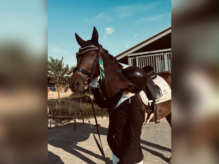 Rouan bai Jument 14 Ans 165 cm Bai brun in Niederzier