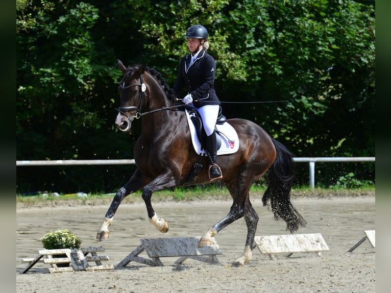 Rouan bai Jument 14 Ans 167 cm Bai brun in Wenden