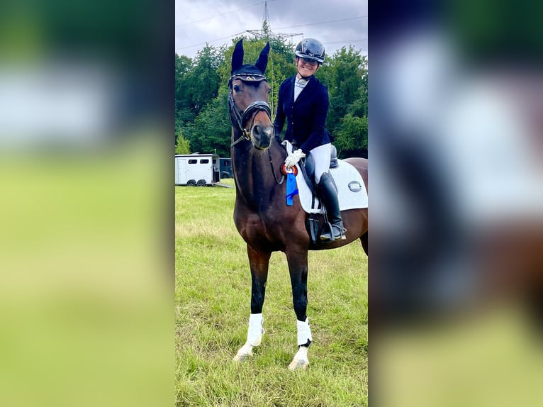 Rouan bai Jument 14 Ans 170 cm Bai brun in Krefeld