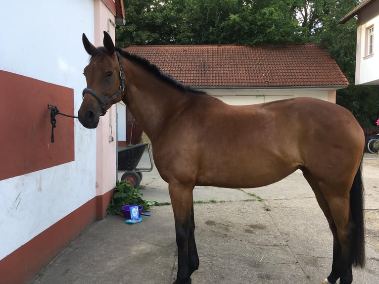 Rouan bai Jument 14 Ans 170 cm Bai in Köln