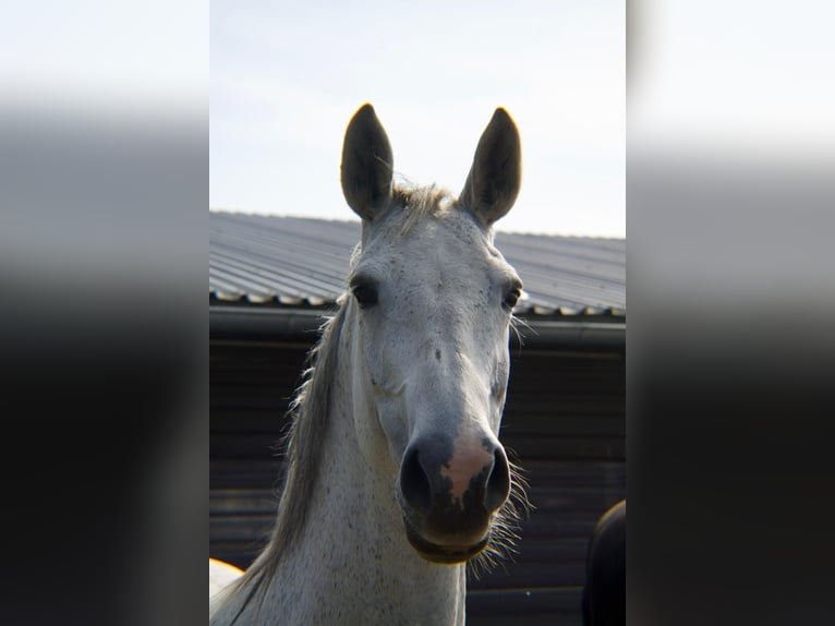 Rouan bai Jument 15 Ans 165 cm Gris noir in Dreschvitz