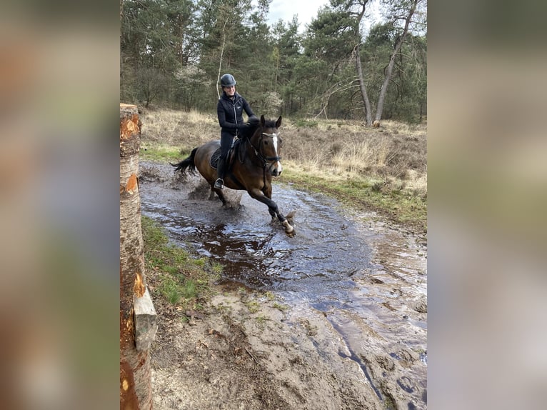 Rouan bai Jument 15 Ans 167 cm Bai brun in Soest