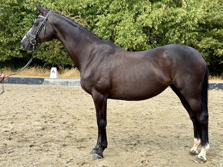 Rouan bai Jument 15 Ans 168 cm Noir in Rees