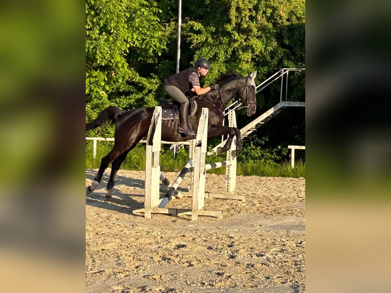 Rouan bai Jument 15 Ans 176 cm Bai brun foncé in Pellingen