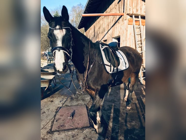 Rouan bai Croisé Jument 16 Ans 168 cm Bai brun in Zweibrücken