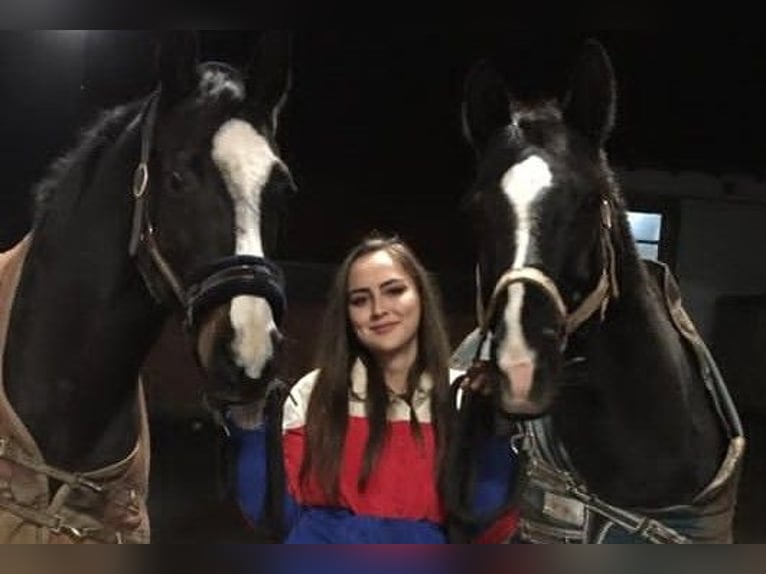 Rouan bai Croisé Jument 16 Ans 168 cm Bai brun in Zweibrücken