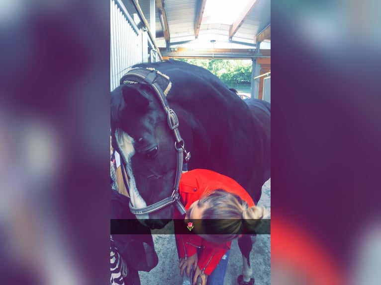 Rouan bai Croisé Jument 16 Ans 168 cm Bai brun in Zweibrücken