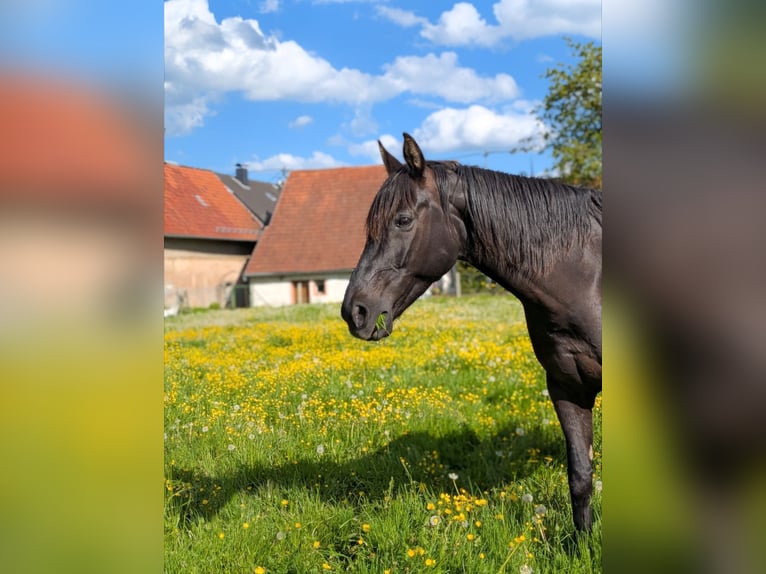 Rouan bai Jument 16 Ans 169 cm Noir in Üxheim
