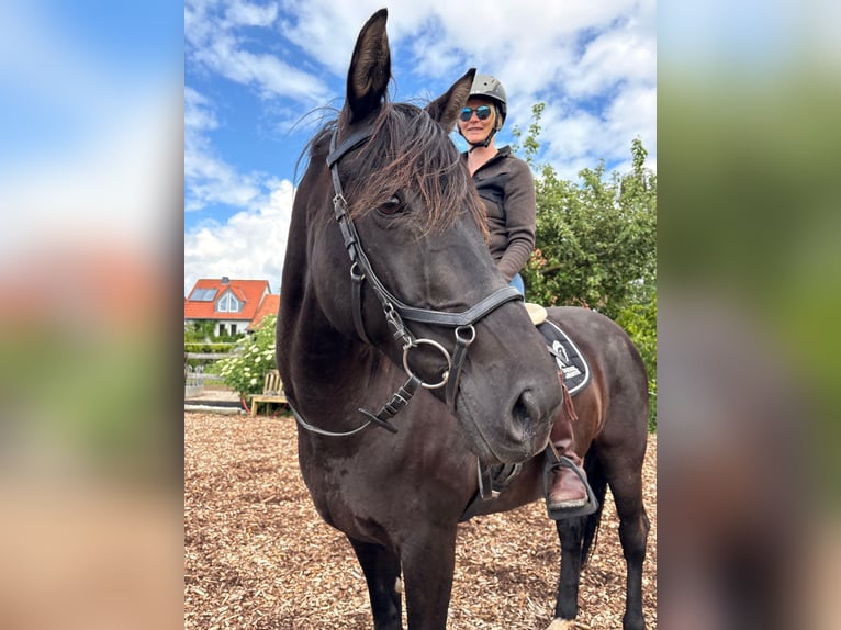 Rouan bai Jument 16 Ans 169 cm Noir in Üxheim