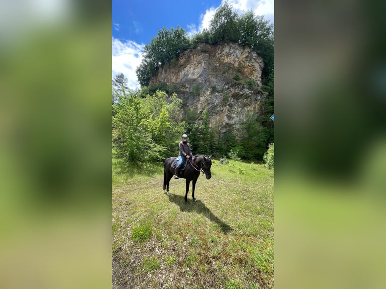 Rouan bai Jument 16 Ans 169 cm Noir in Üxheim