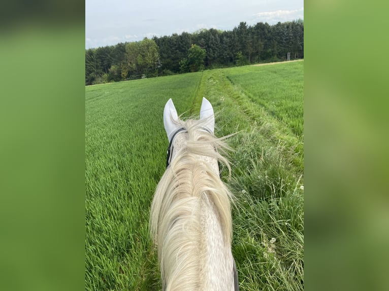 Rouan bai Jument 17 Ans 175 cm Gris moucheté in Königswinter
