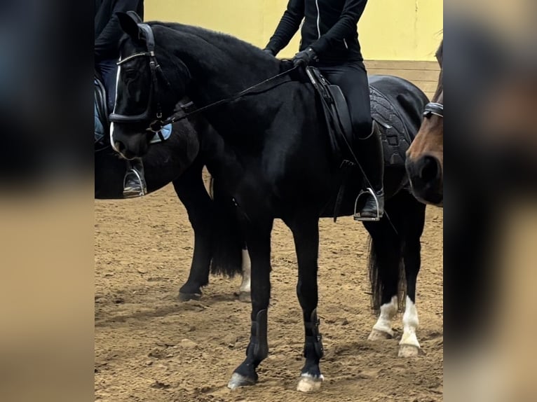 Rouan bai Jument 18 Ans 160 cm Noir in Niederwerrn