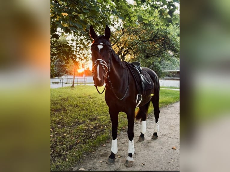 Rouan bai Jument 18 Ans 168 cm Noir in Hallbergmoos