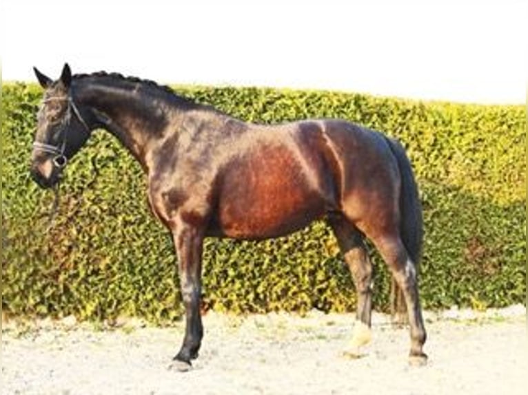 Rouan bai Jument 18 Ans 170 cm Bai brun in Fronreute